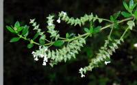 Aloysia gratissima image