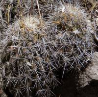 Echinocereus stolonifer image