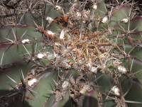 Ferocactus pottsii image