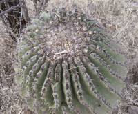 Ferocactus pottsii image