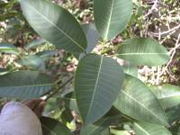 Ficus insipida image