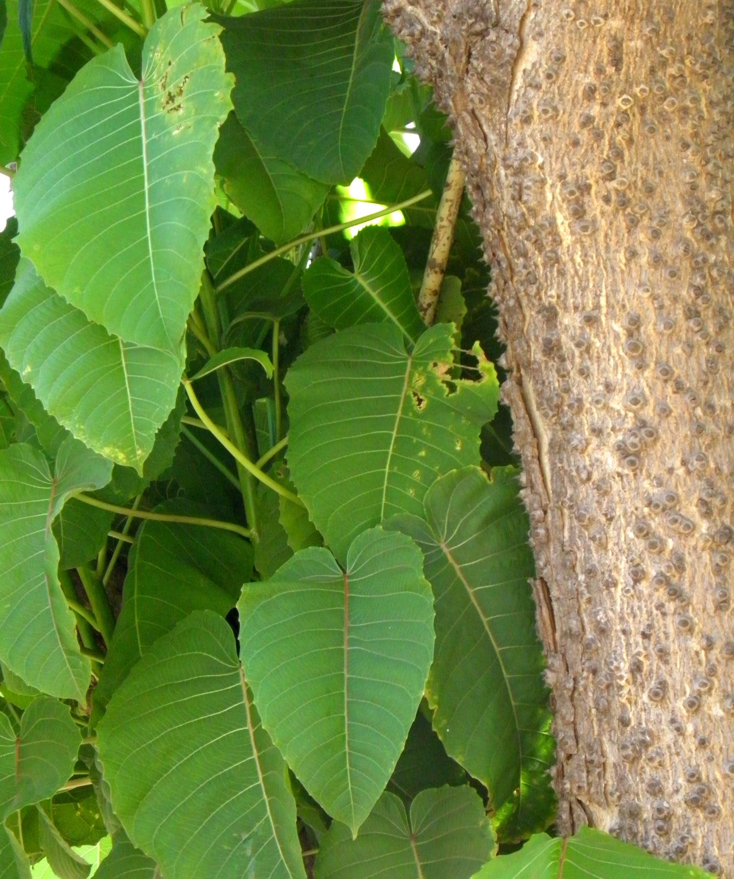 Hura image