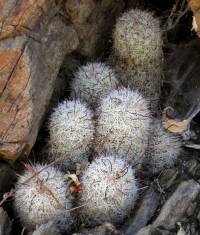 Mammillaria grahamii image