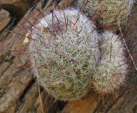 Mammillaria grahamii subsp. grahamii image