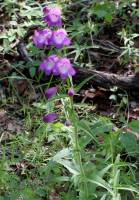 Penstemon campanulatus image