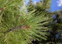 Image of Pinus arizonica