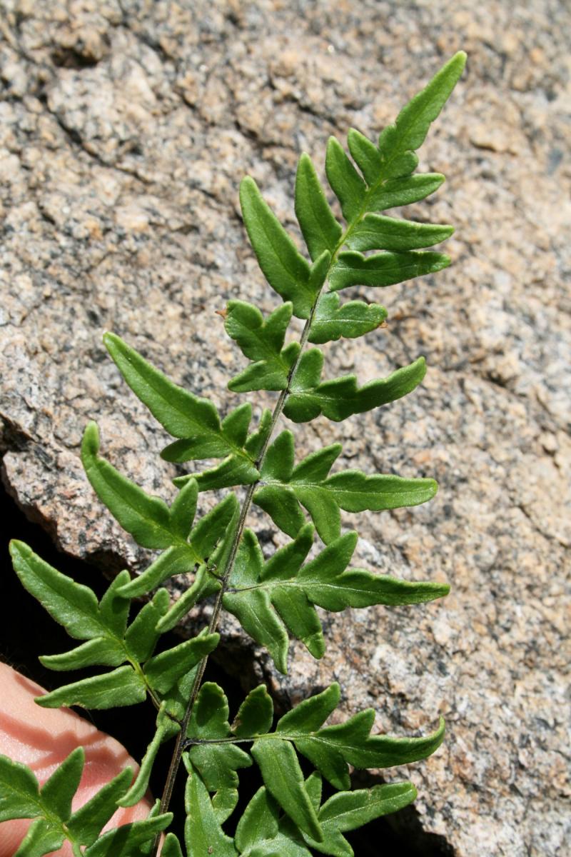 Cheilanthes lozanoi var. seemannii image