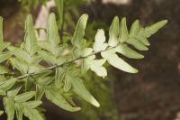 Cheilanthes lozanoi var. seemannii image