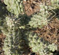 Cylindropuntia fulgida image