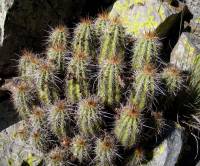 Echinocereus coccineus subsp. santaritensis image