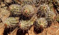 Echinocereus fendleri image