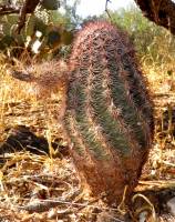 Echinocereus scopulorum image