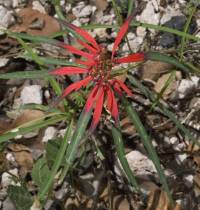 Euphorbia colorata image