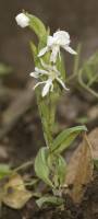 Habenaria clypeata image