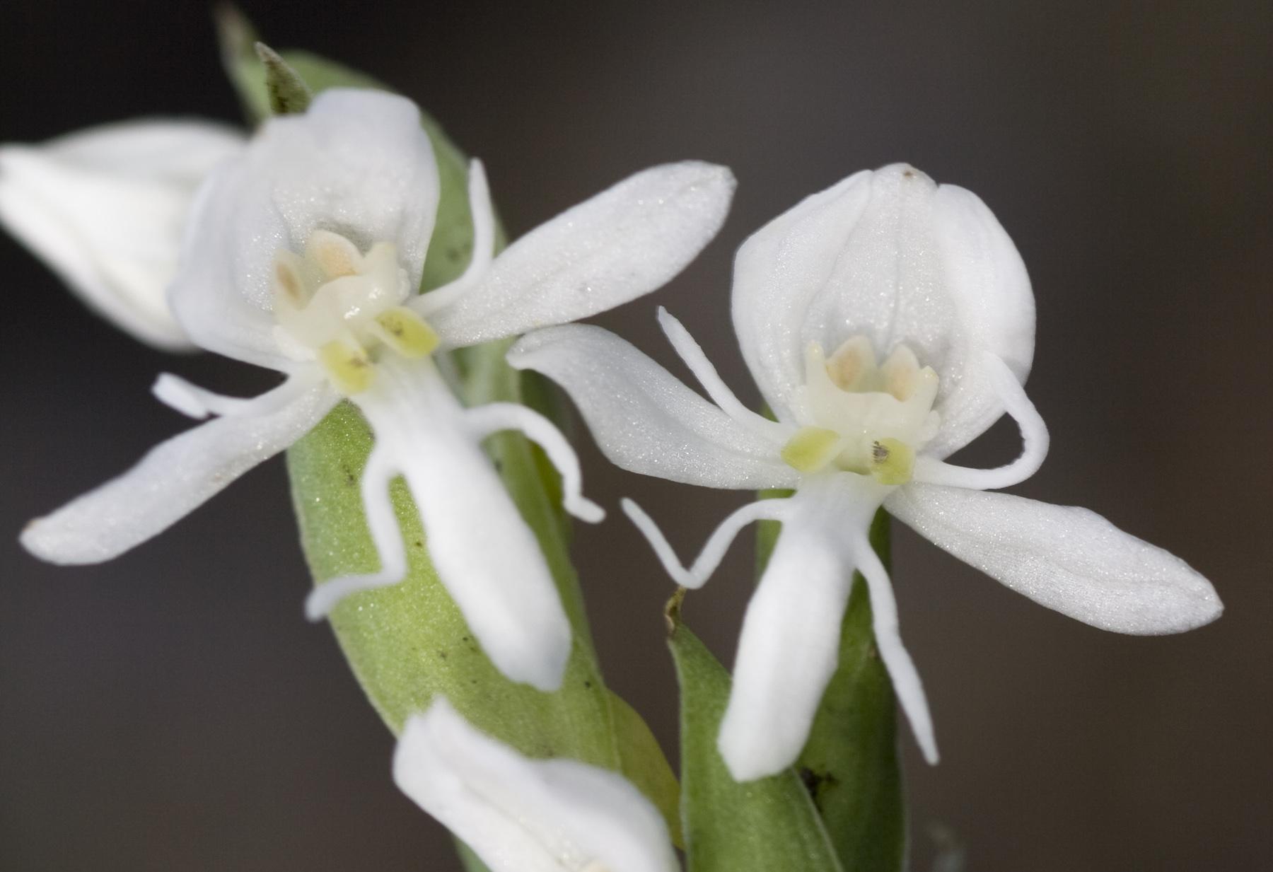 Habenaria clypeata image