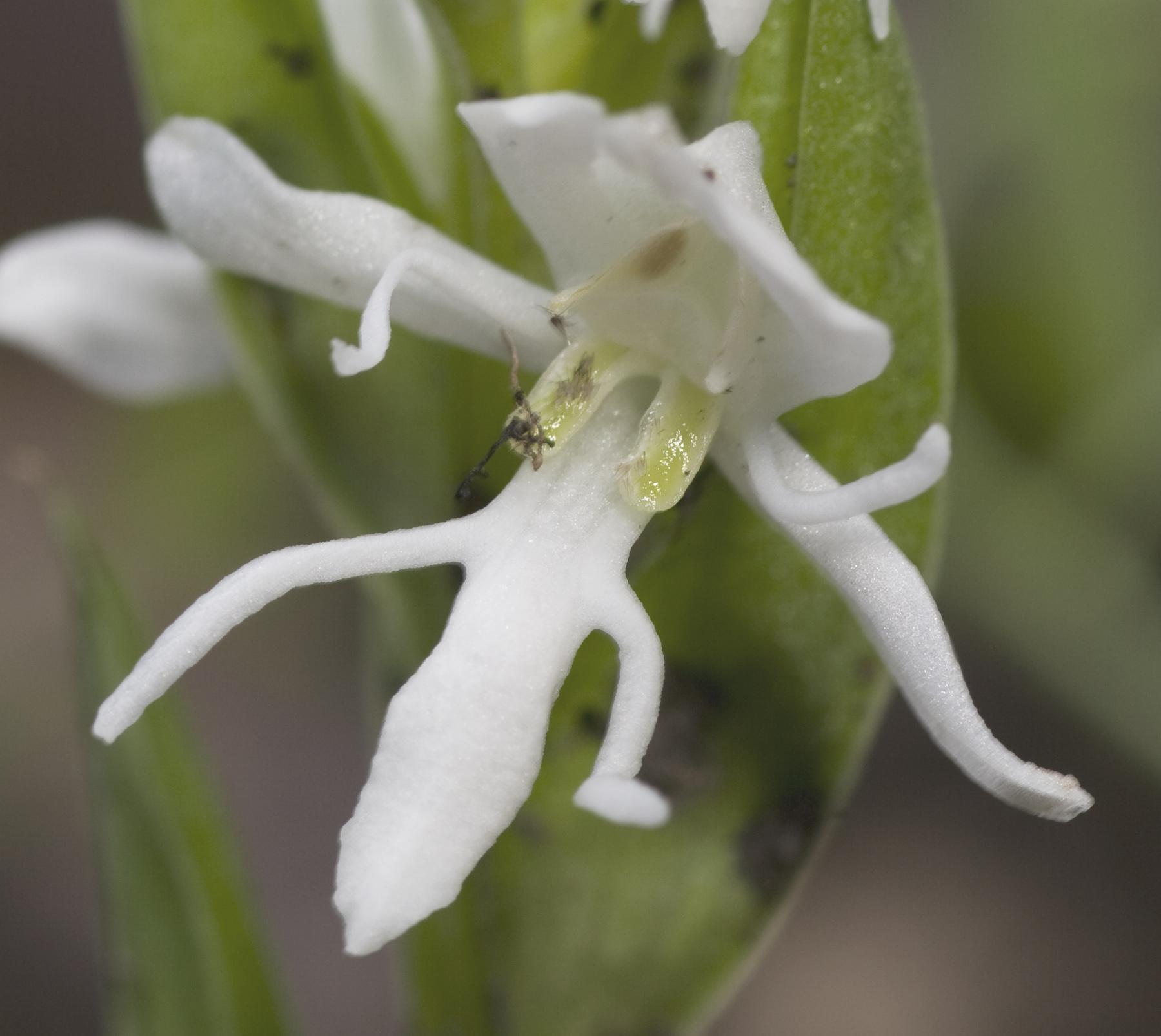 Habenaria clypeata image