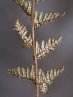 Notholaena lemmonii var. lemmonii image