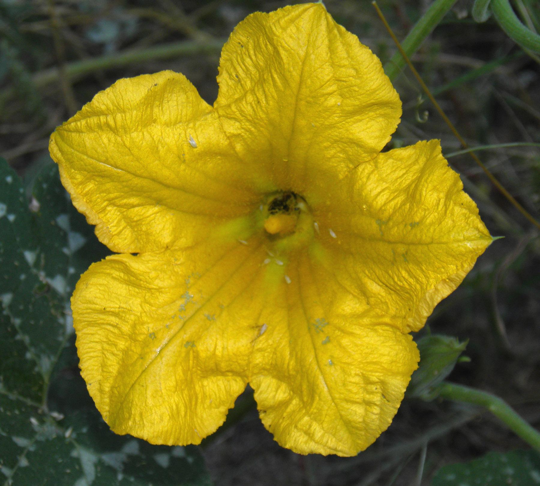 Cucurbita argyrosperma image
