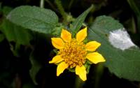 Tithonia thurberi image