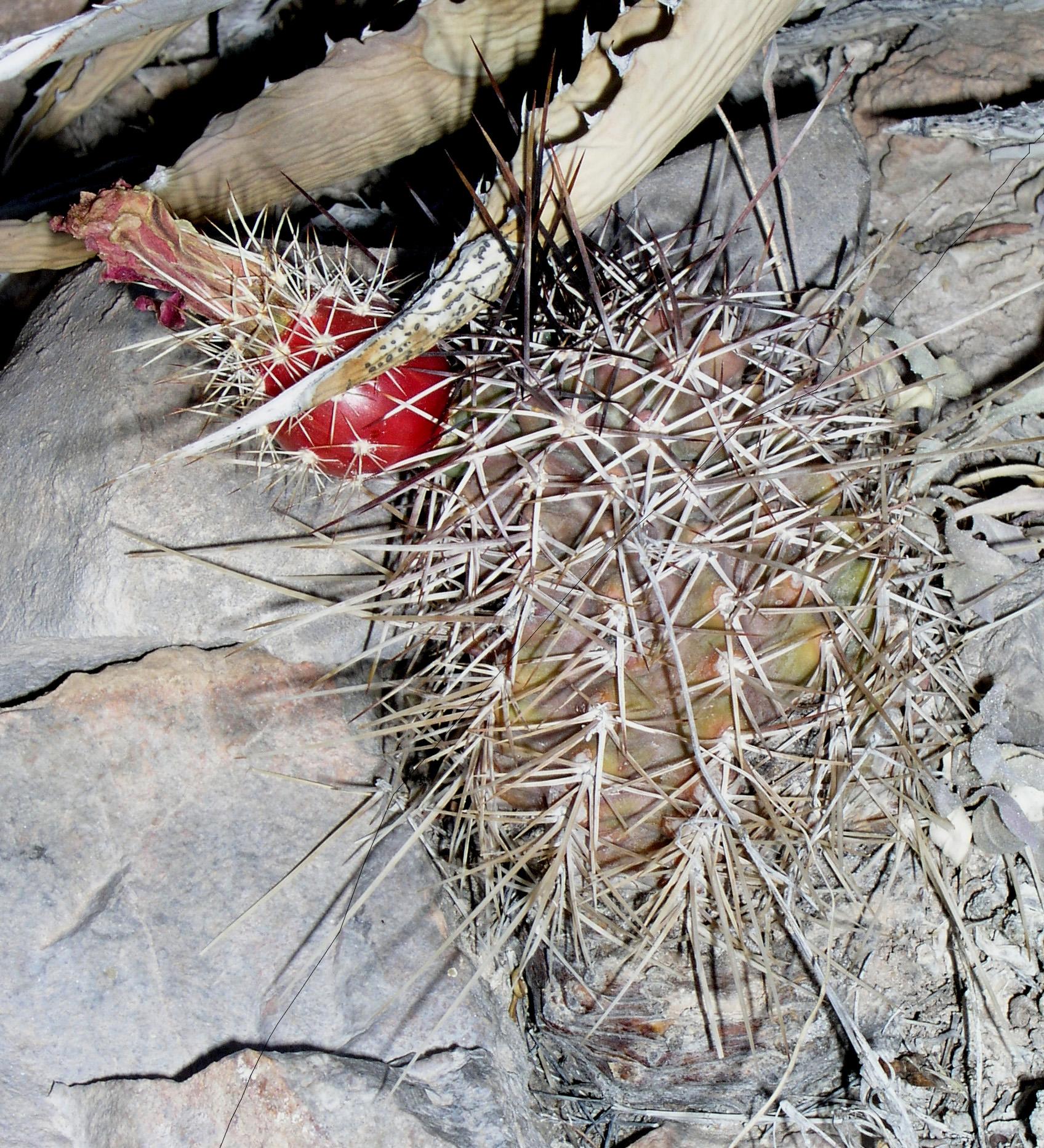 Echinocereus fendleri var. rectispinus image