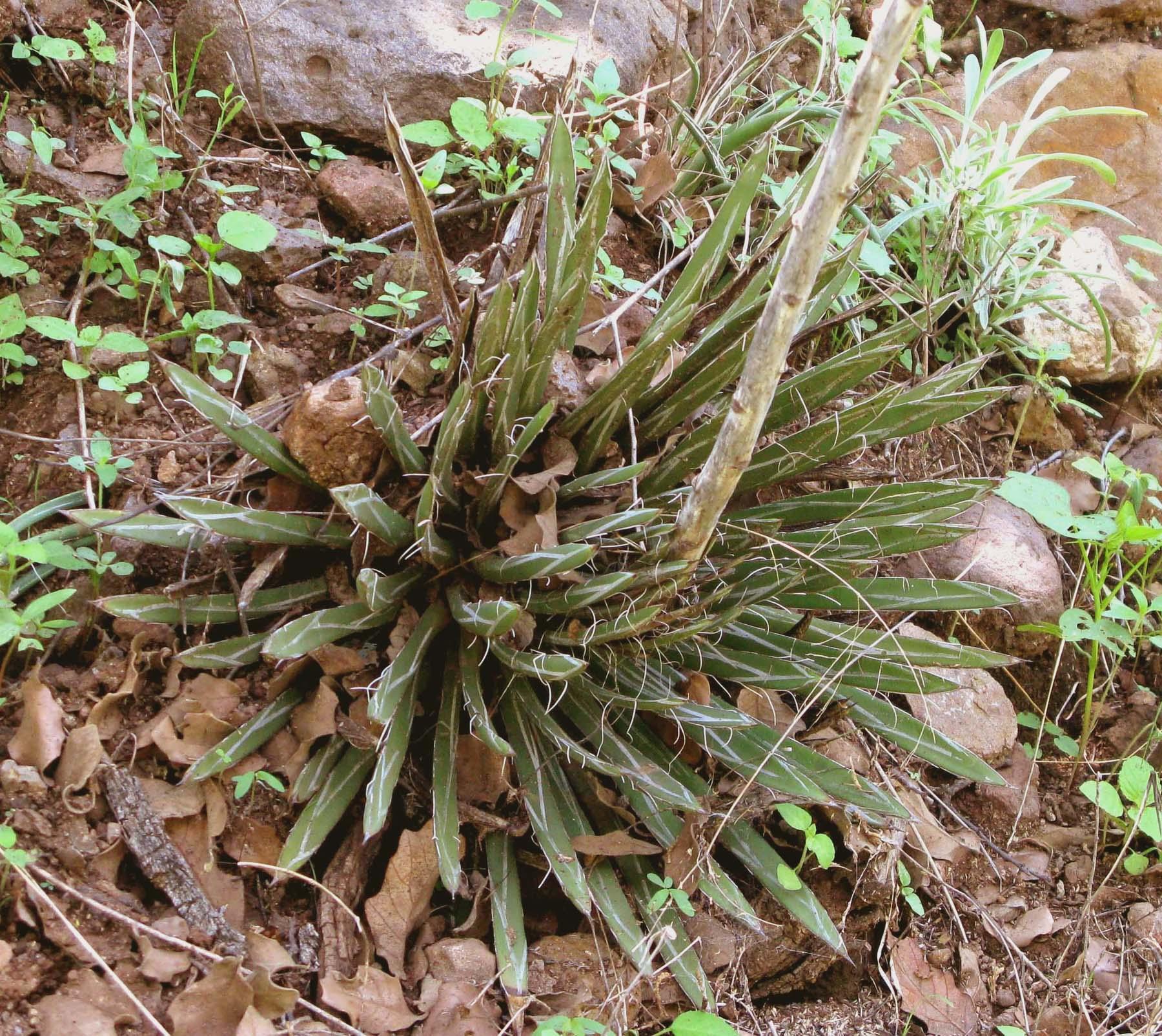 Agave parviflora subsp. flexiflora image