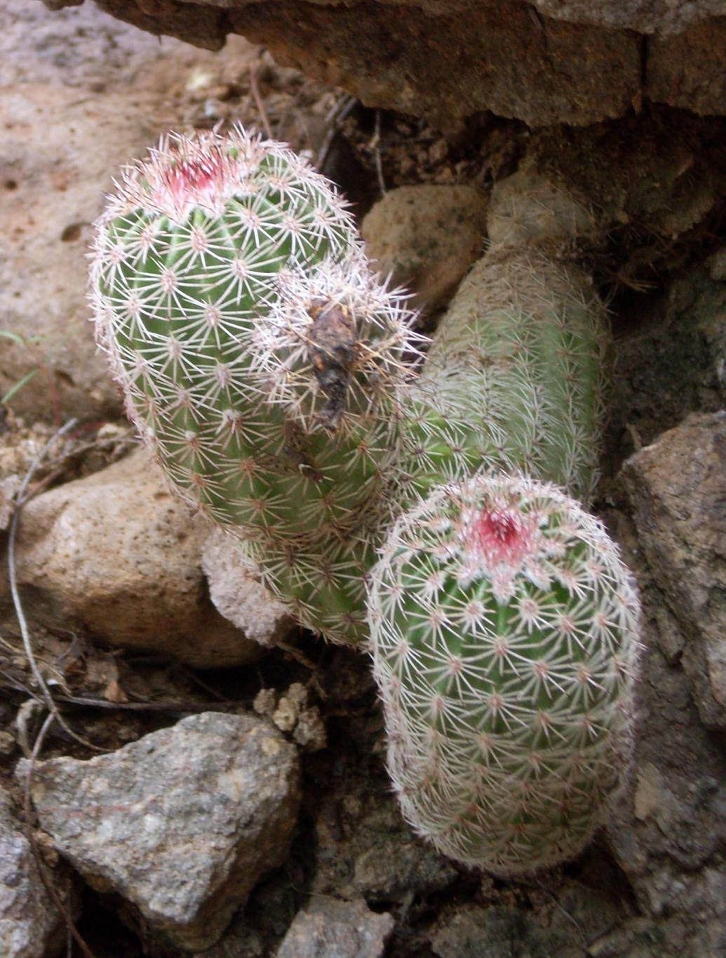 Echinocereus pseudopectinatus image