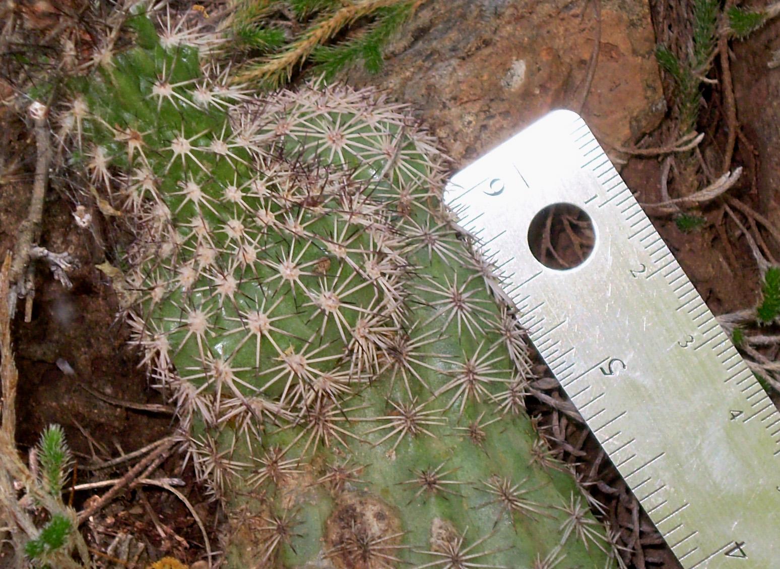 Echinocereus pseudopectinatus image