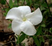 Mandevilla brachysiphon image