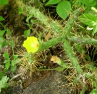 Image of Opuntia pubescens