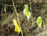 Abutilon reventum image