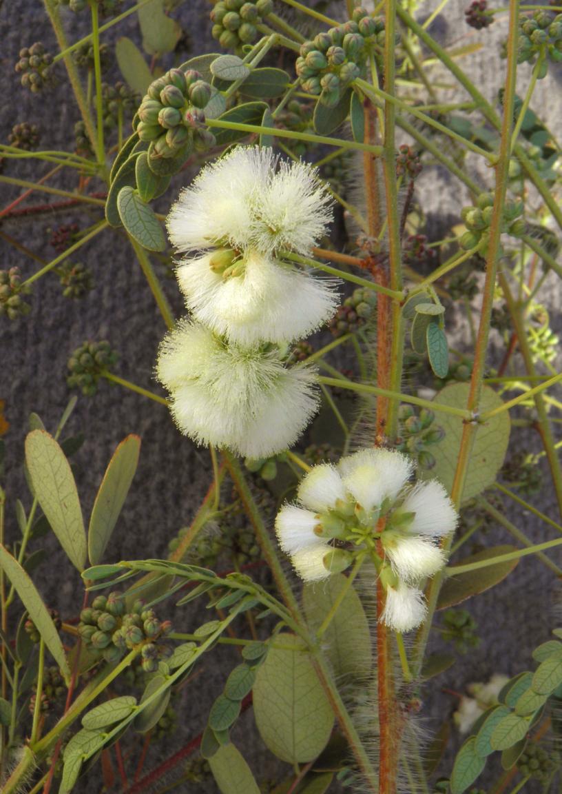 Acacia crinita image