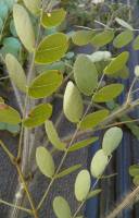 Image of Acacia crinita