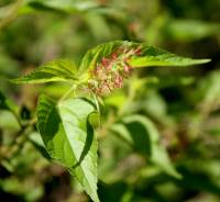 Acalypha papillosa image