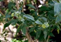 Buddleja sessiliflora image