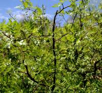 Bursera laxiflora image