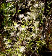 Clematis drummondii image