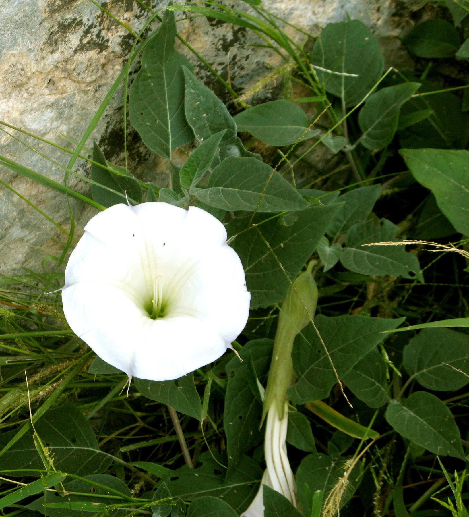 Datura innoxia image