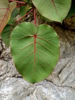 Image of Ficus petiolaris