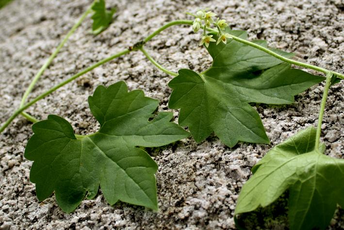 Gronovia scandens image