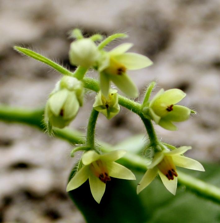 Gronovia scandens image