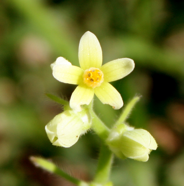 Gronovia scandens image