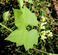 Gronovia scandens image