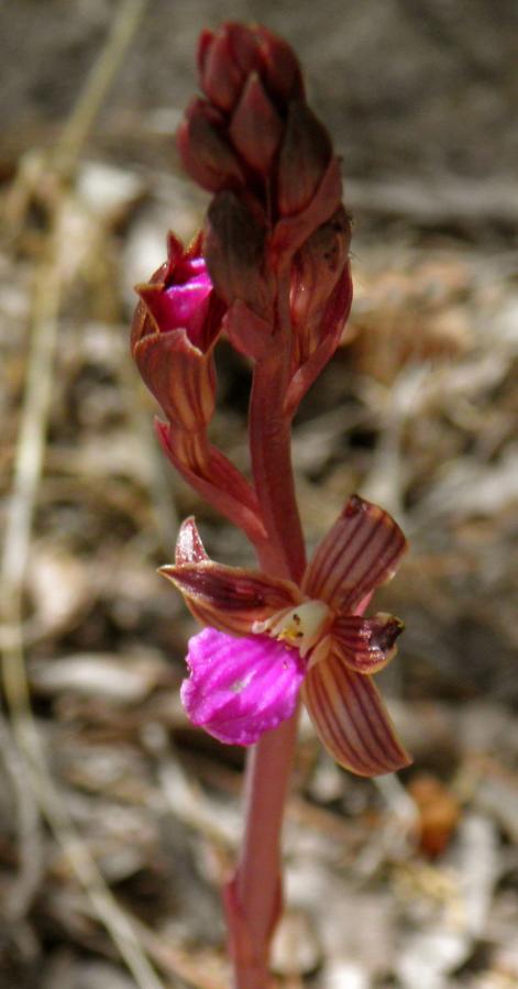 Hexalectris parviflora image