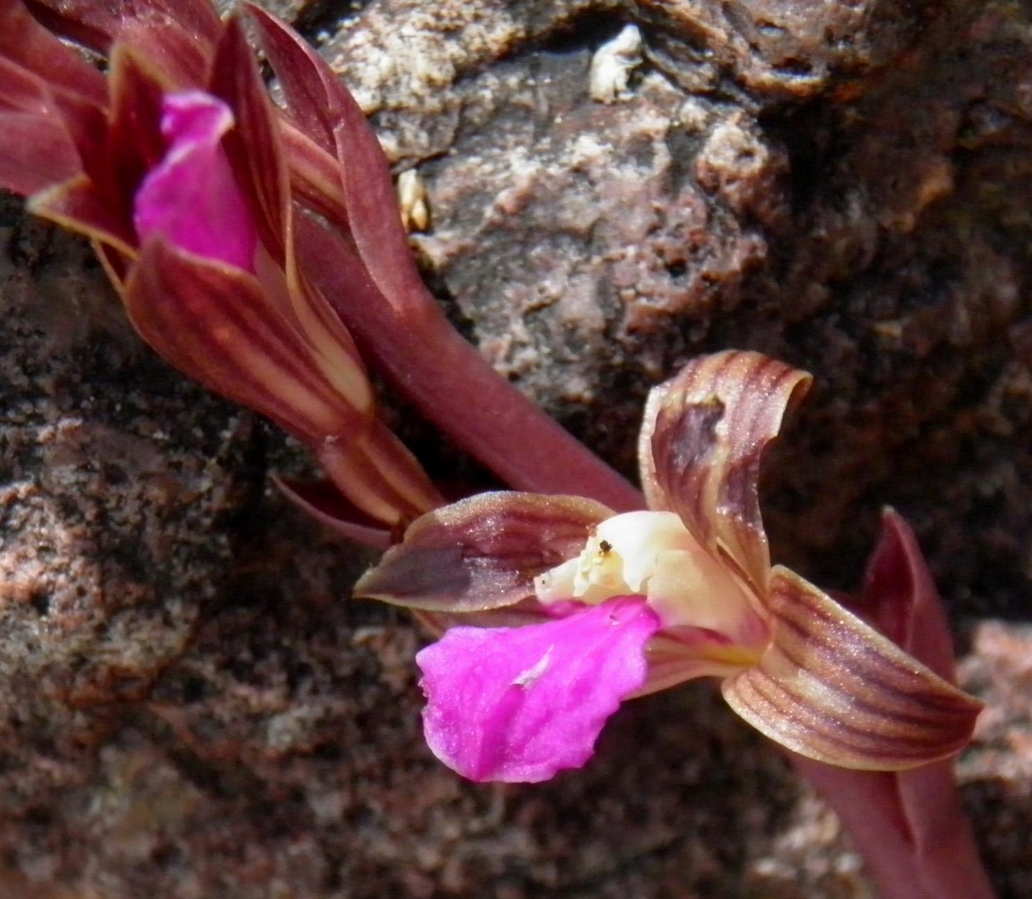 Hexalectris parviflora image