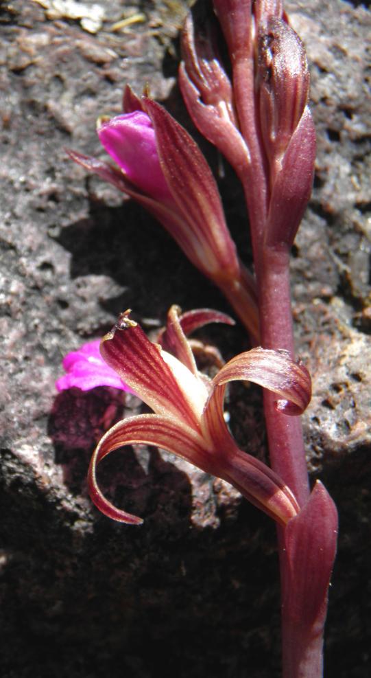 Hexalectris parviflora image
