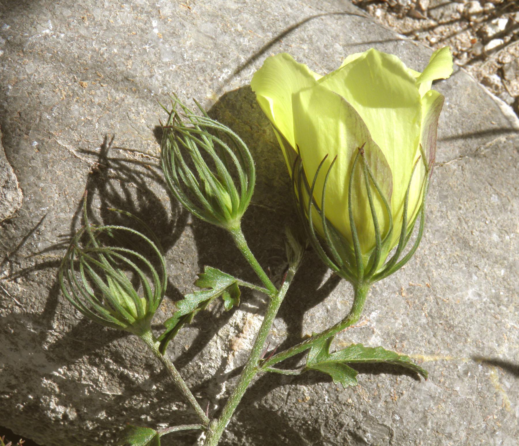 Hibiscus acicularis image