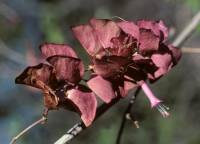 Ipomoea bracteata image