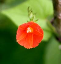 Ipomoea cristulata image