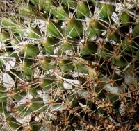 Mammillaria standleyi image