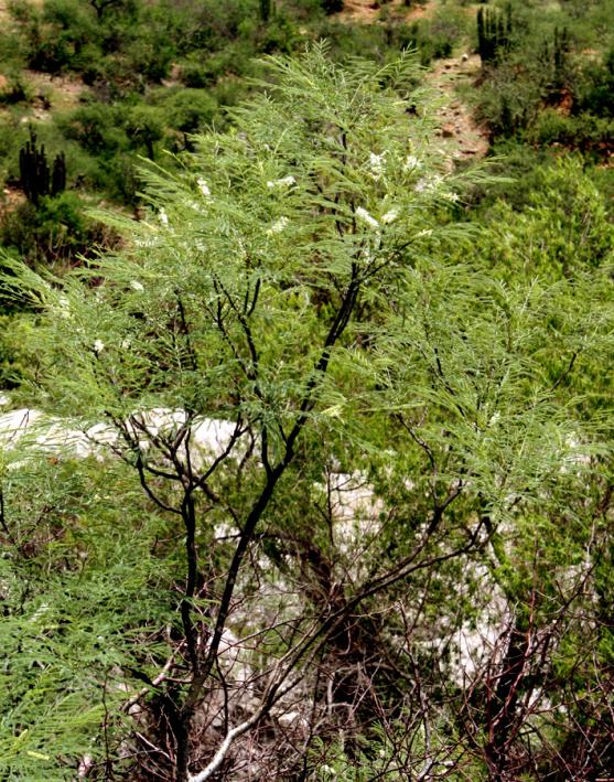 Acacia russelliana image